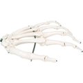 Fabrication Enterprises 3B® Anatomical Model - Loose Bones, Hand Skeleton, Left 12-4580L